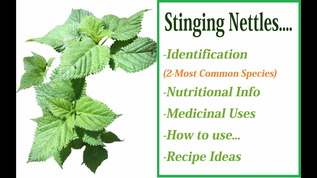 Stinging Nettles- Identification, Medicinal Benefits, Vitamin and Minerals, Recipe Ideas