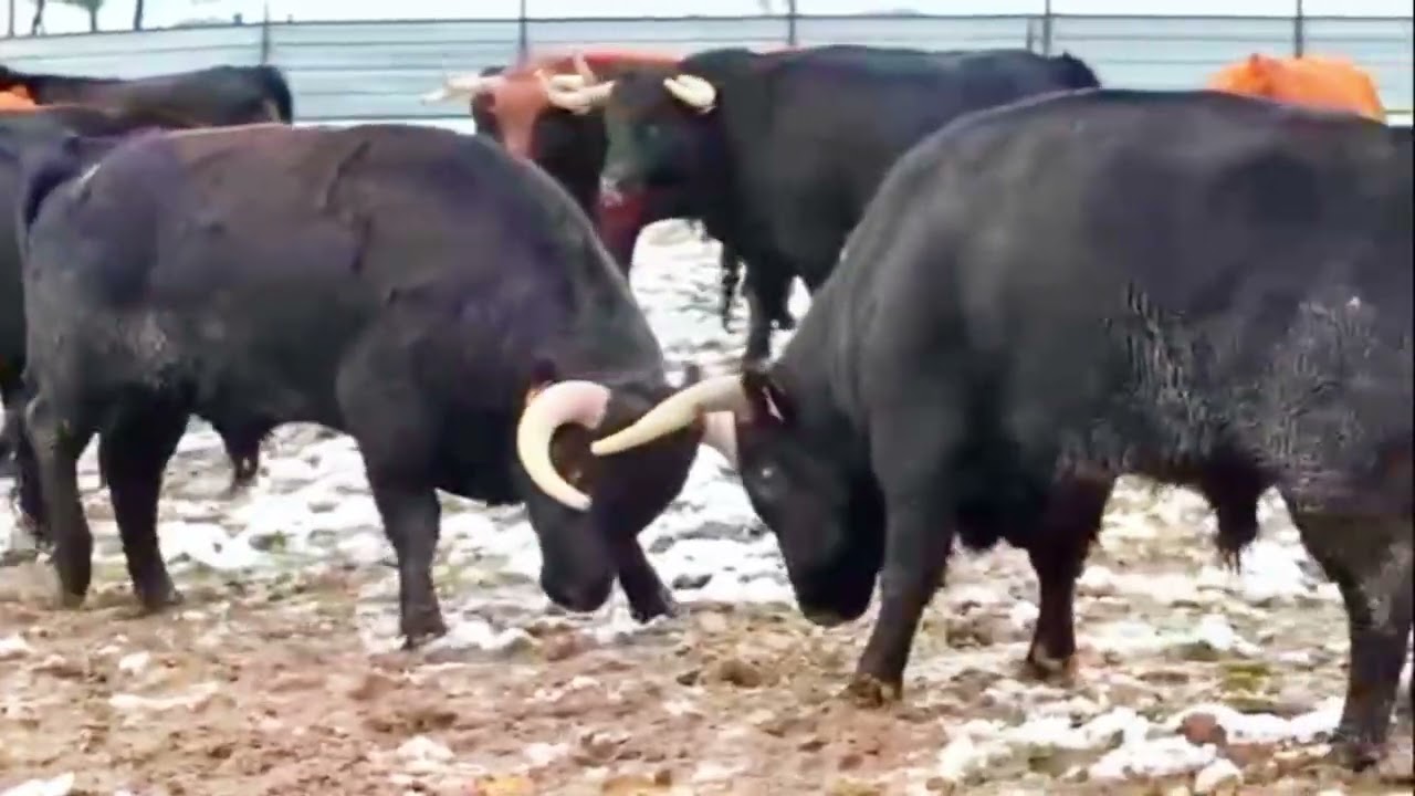 TOROS EN EL CAMPO UN FRIO INVIERNO❄️☃️🐂MOMENTOS DUROS PARA GANADEROS #youtubevideo #ganaderiatoros 