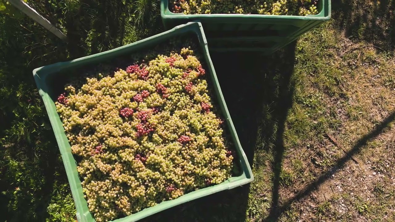 Drohnenflug &uuml;ber die Weinberge der Tenuta Pfitscher in S&uuml;dtirol