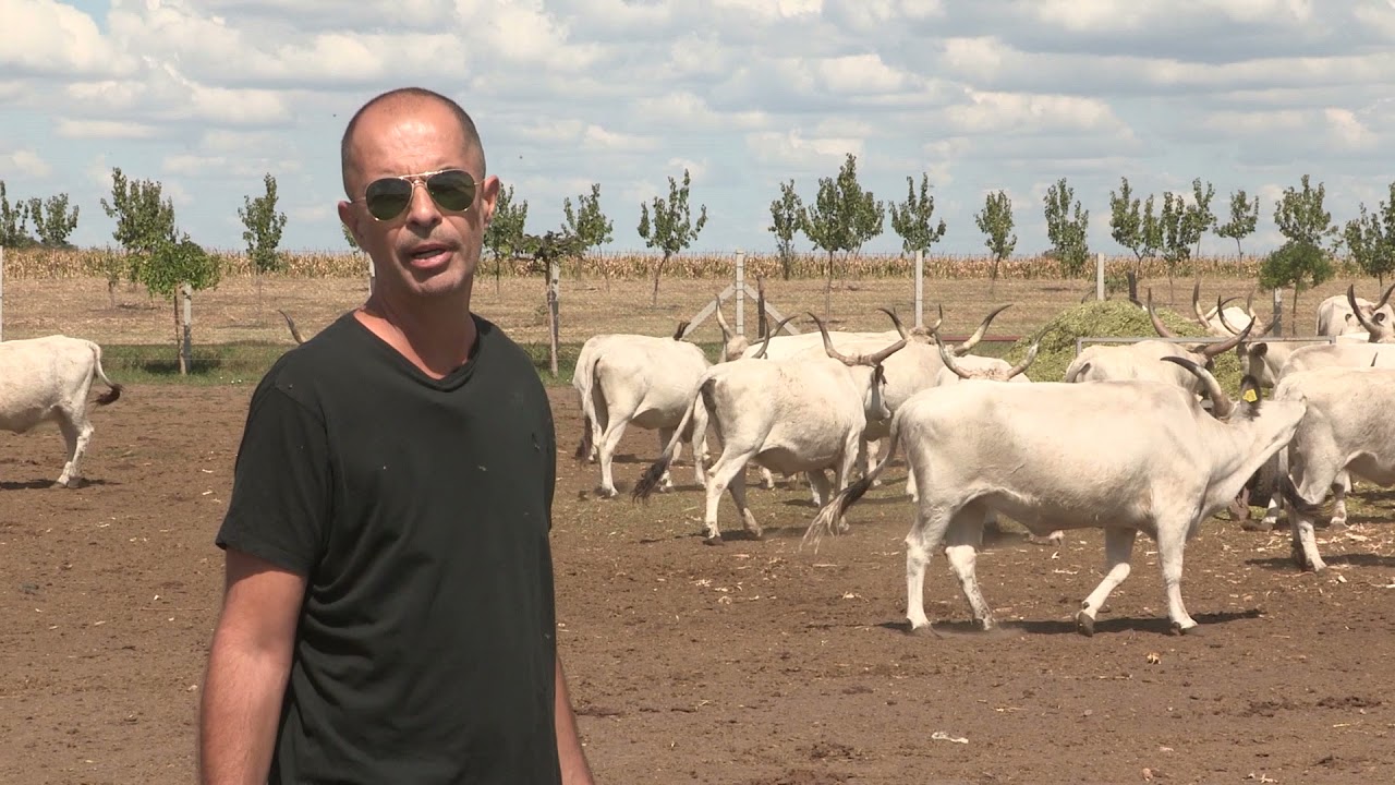 Imamo rešenje ep. 119 13.09.2021. Podolsko goveče, salaš porodice Tikvicki, Bikovo