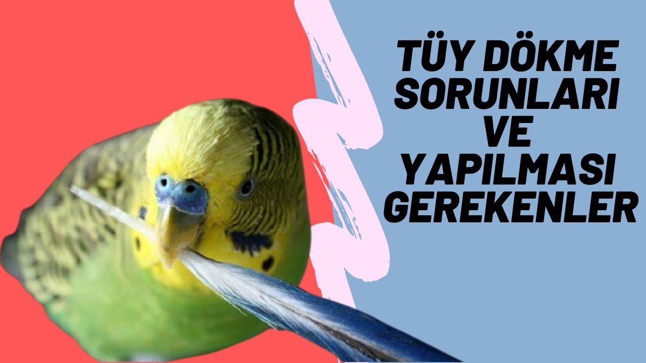muhabbet kuşu tüy dökümü neler yapılmalı hasta mı sağlıklı mı???