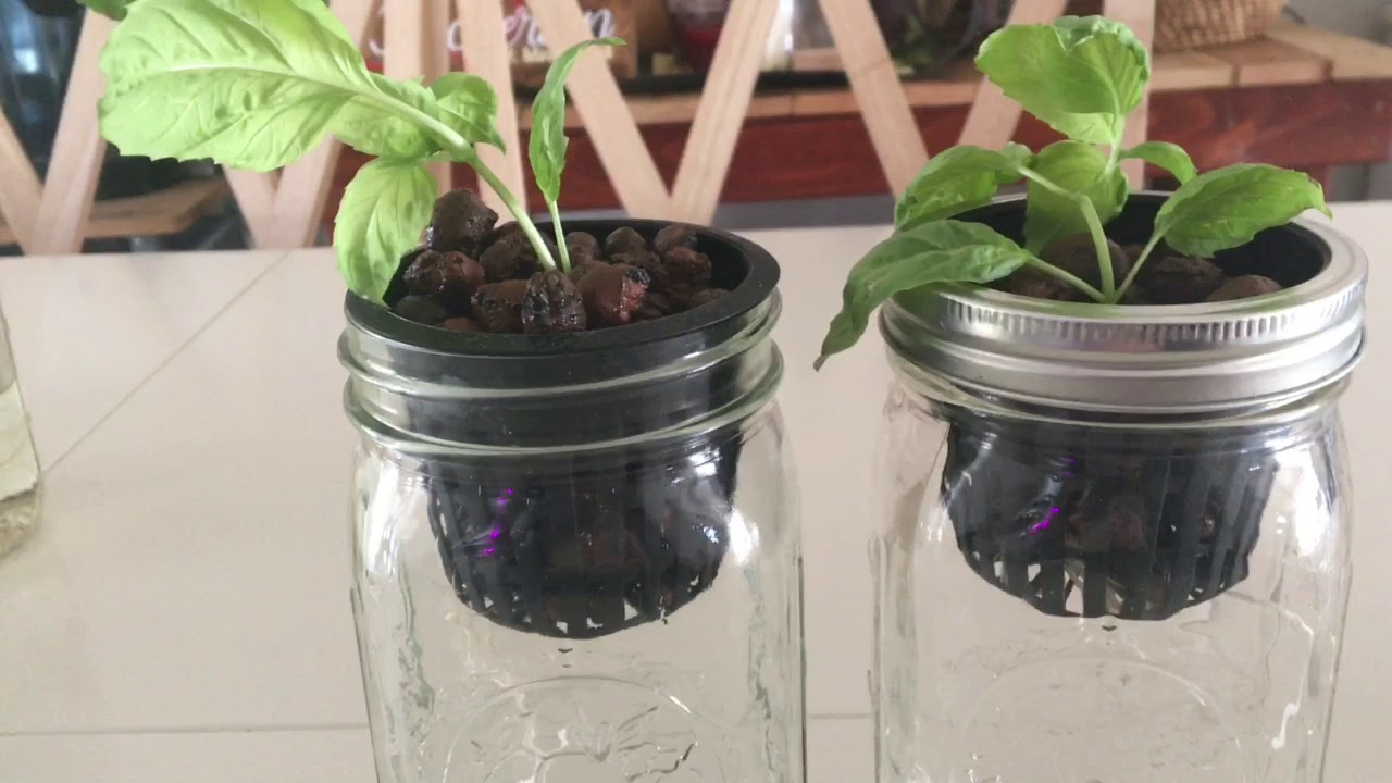 Короткие рассказы о гидропонике - Гидропонный базилик - Размножение базилика