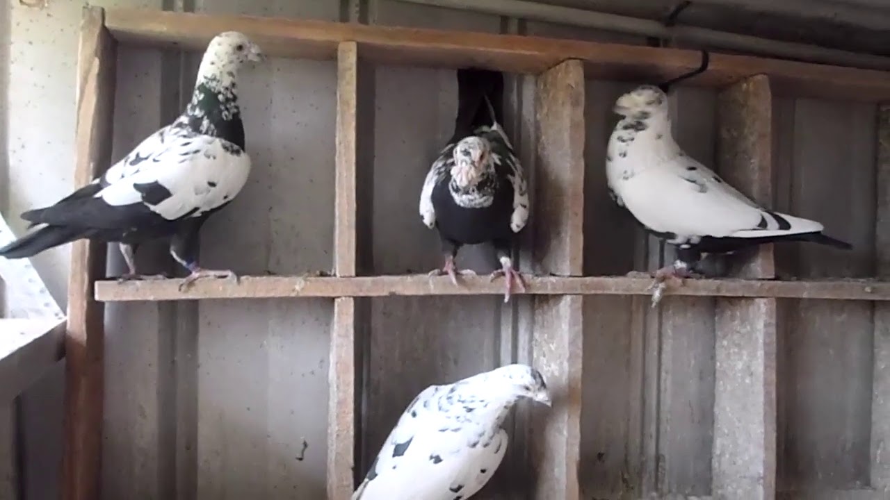 Racing Pigeons 