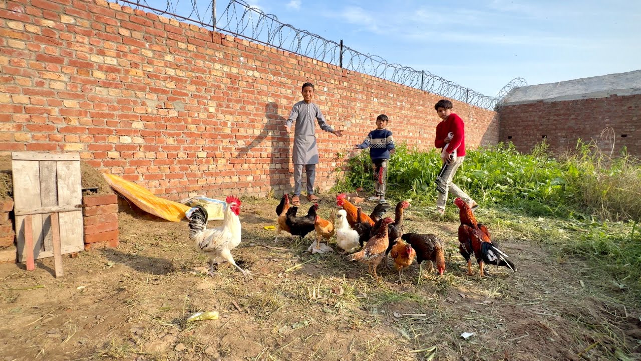 Hens Aa Gayi 😍 My Hens 🐓