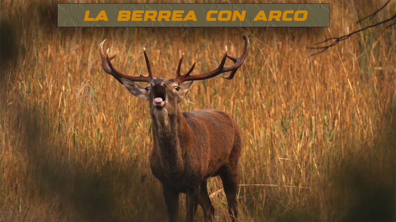 Berrea con Arco