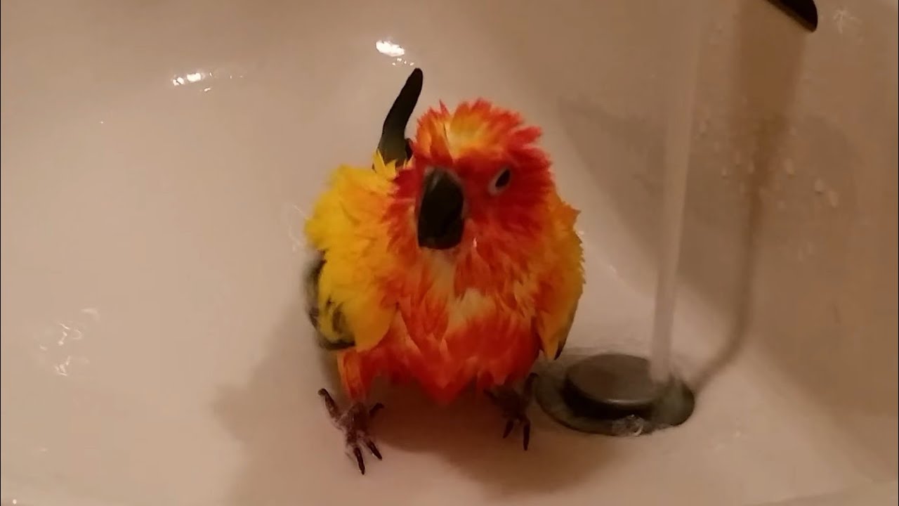 Sun conure Rio taking a bath