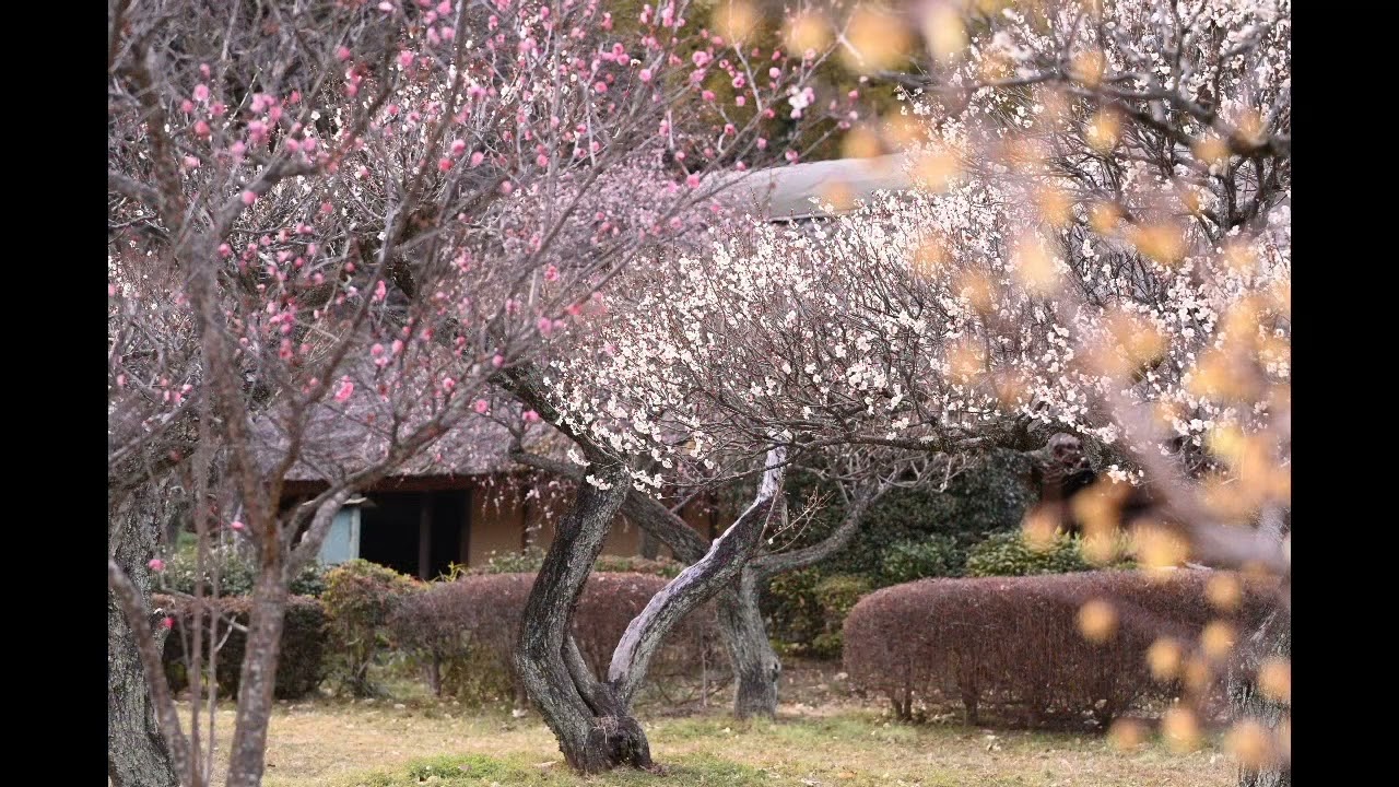 2026年2月20日　梅　薬師池公園（東京都町田市）
