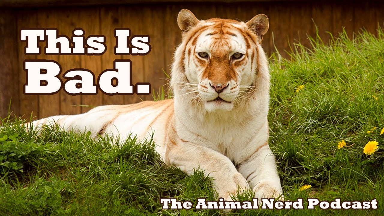 Тёмная правда о золотистом полосатом тигре... 🐯🚩 Подкаст Animal Nerd, полный выпуск 10