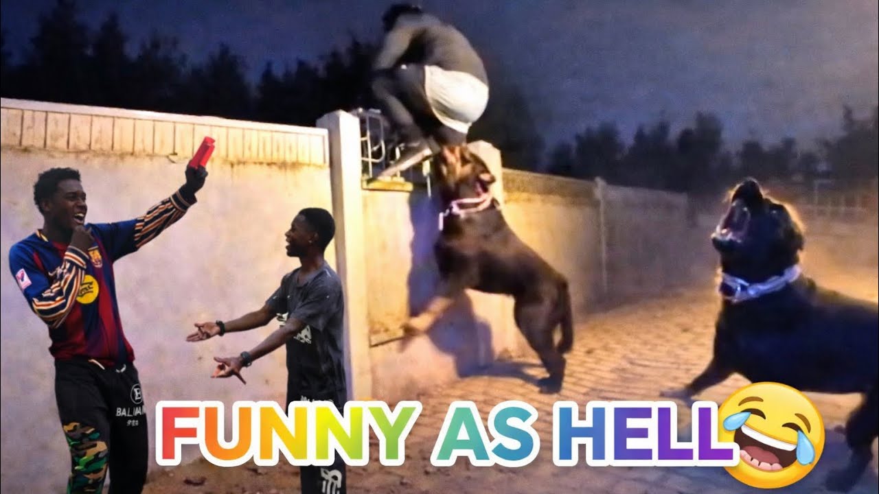 I Tried to Stay Serious// This Video Ruined Me 😂