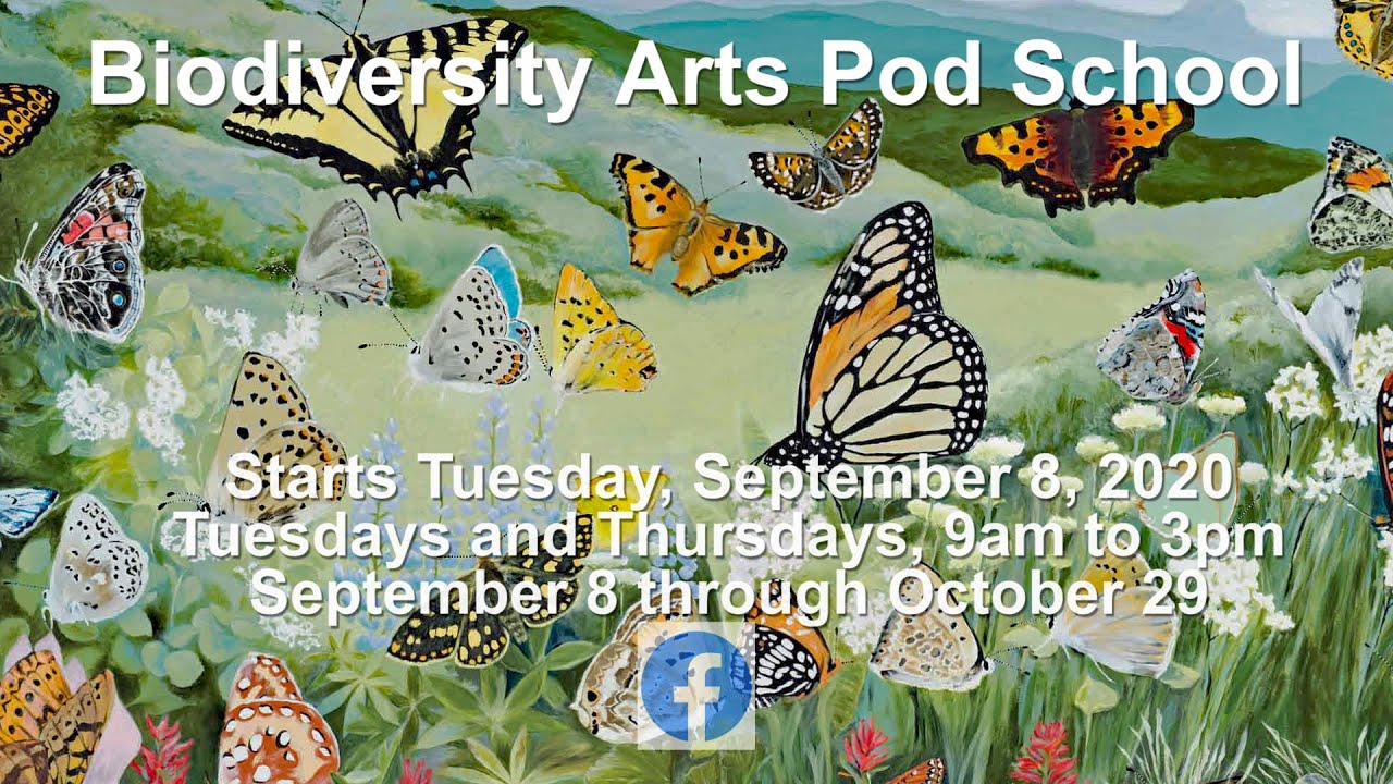 Biodiversity Arts Pod School - a unique outdoor experience for your child