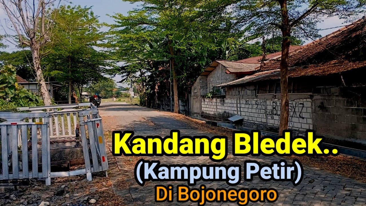 Kandang Petir Bledek Dayun Viral sejak dulu di Bojonegoro seputar Kampung Pemali Makan Ikan Lele.