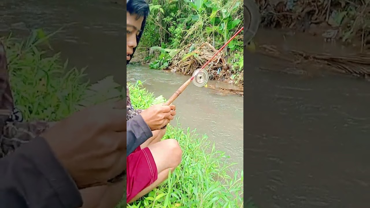 Umpan nyah pada di serbu sama ikan bocil bocil lurrr 