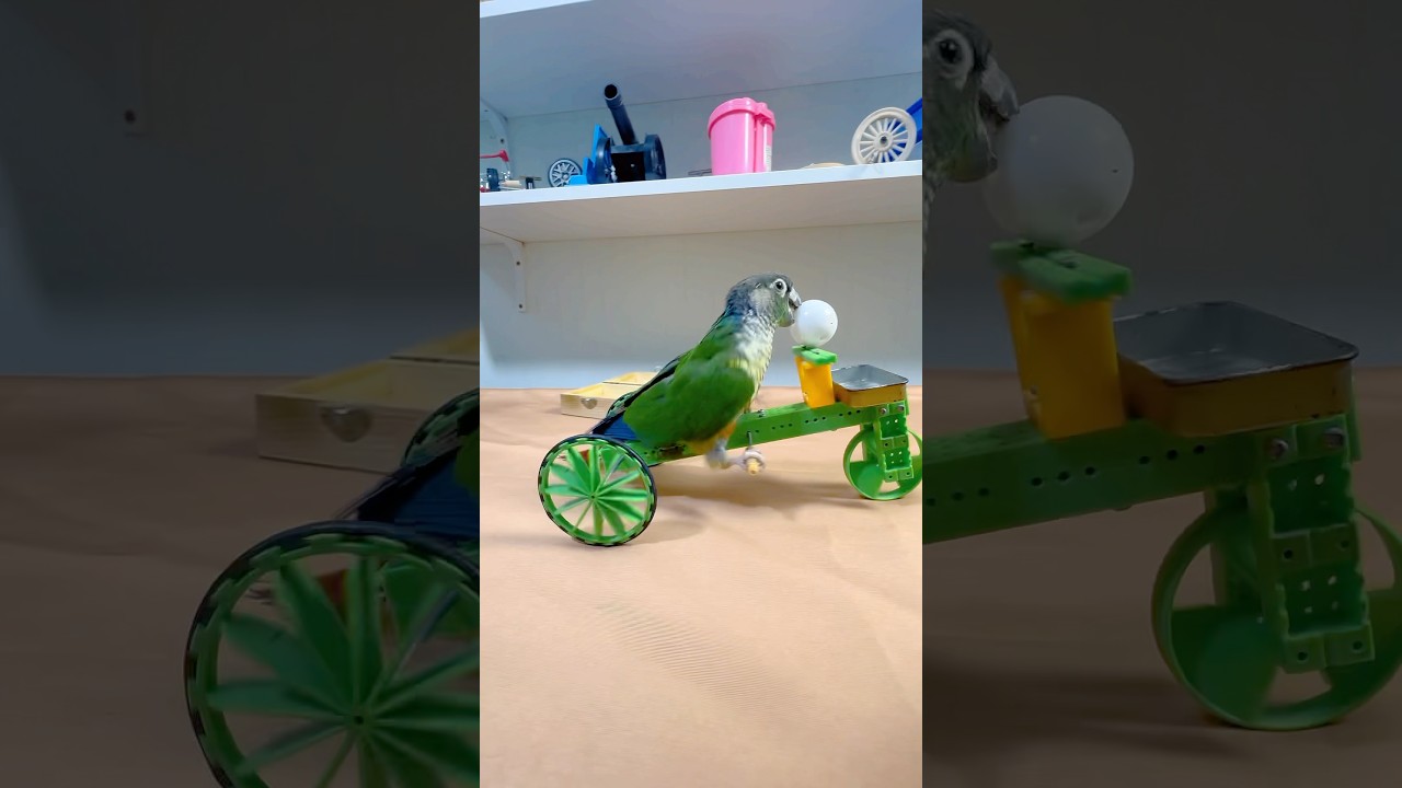 Parrots play basketball. #smartparrot #parrot #training #birds