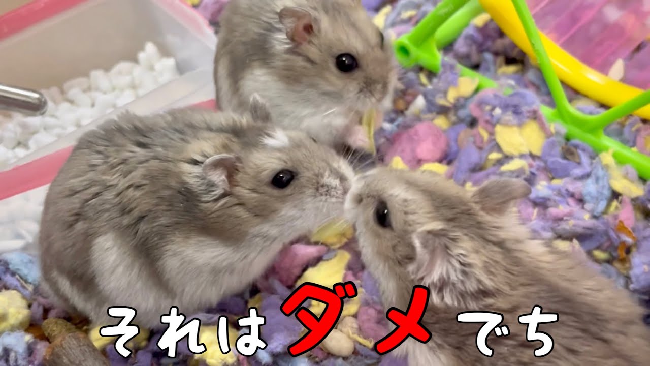一番やっちゃダメな多頭飼いのはじめ方