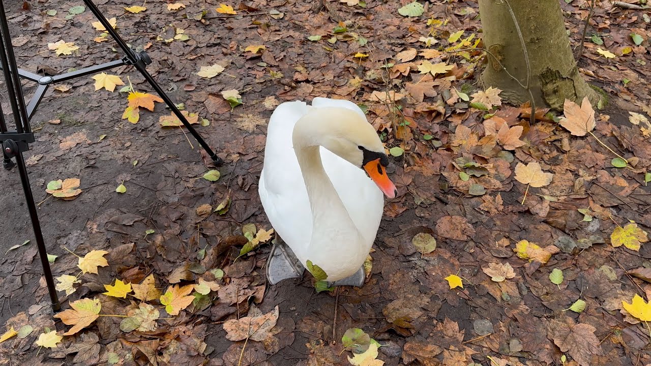 Одинокий лебедь пришёл пообщаться.A lonely swan came to chat.