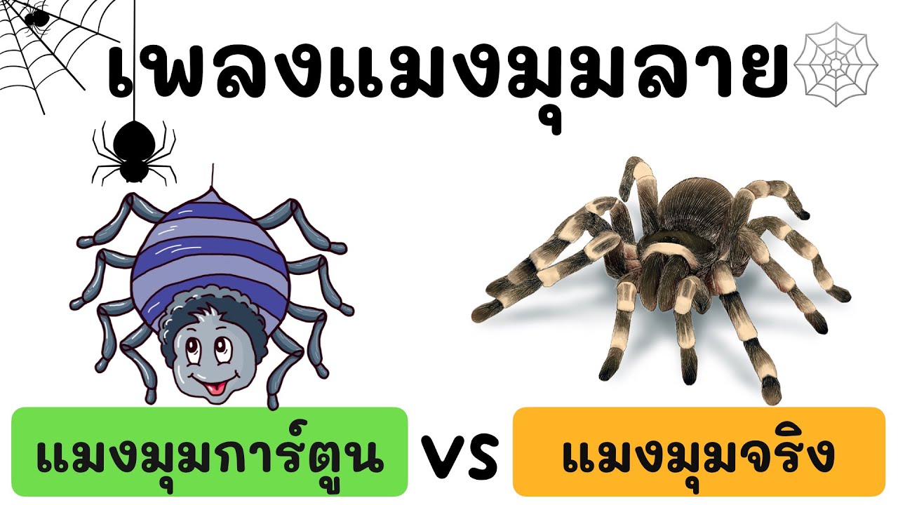 เพลงแมงมุมลาย เวอร์ชันการ์ตูน VS แมงมุมจริง l แมงมุมลายตัวนั้น l เพลงเด็กอนุบาล