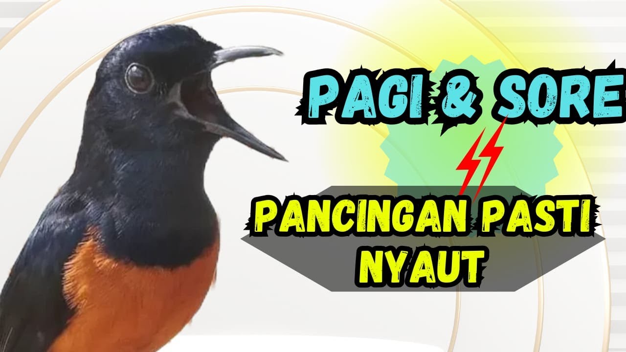 PANCINGAN MURAI BATU GACOR PAGI & SORE SEKALI DENGAR MURAI MACET PASTI NYAUT EMOSI ! !