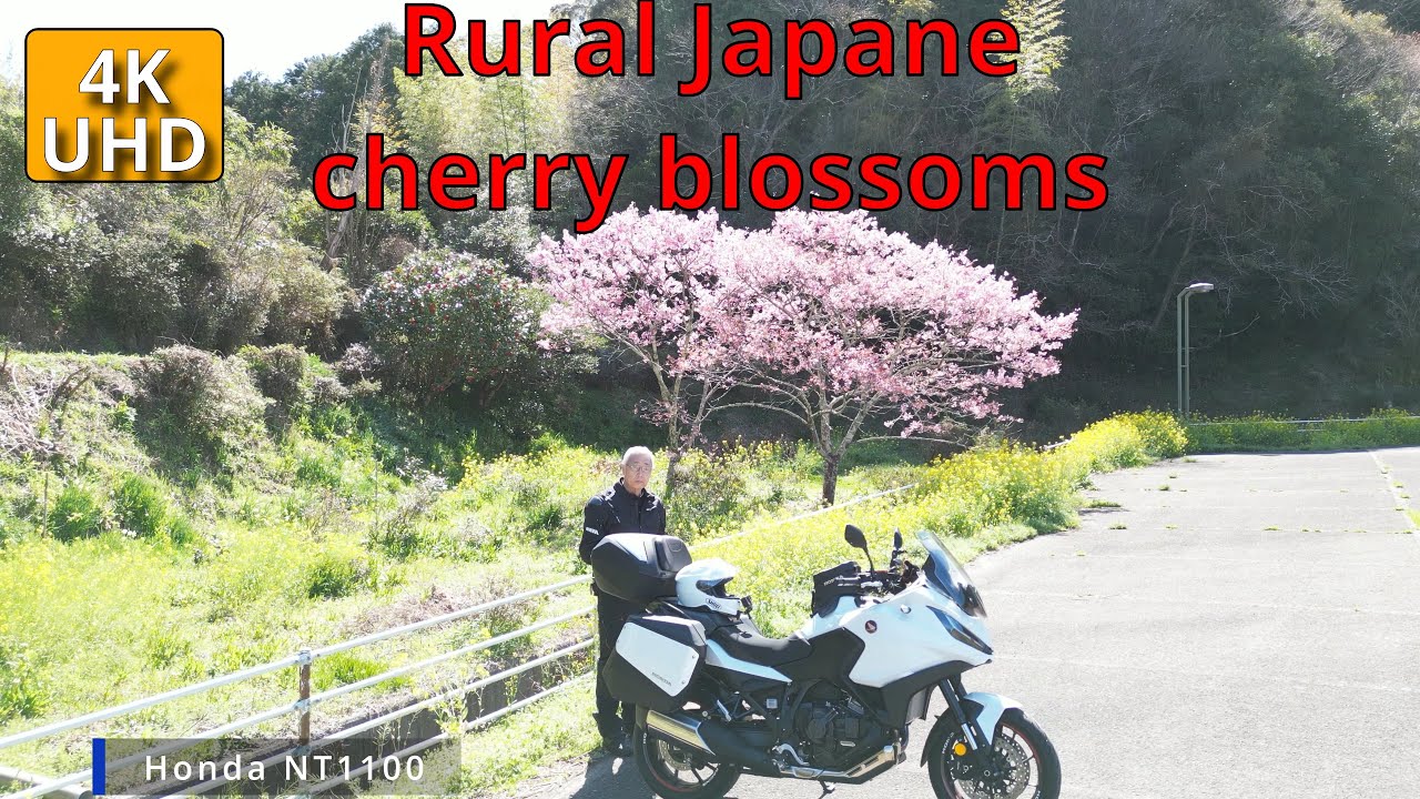 Rural Japane and cherry blossoms.NT1100 Honda. March 27, 2024