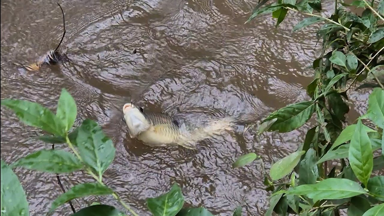 UM PIAU MONSTRUOSO, DOURADO E MUITO LOUCURA NESSA PESCARIA!!!!