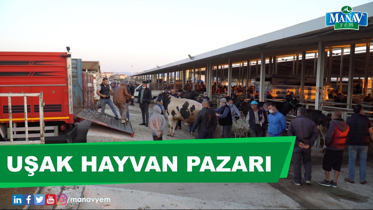 Uşak Hayvan Pazarı