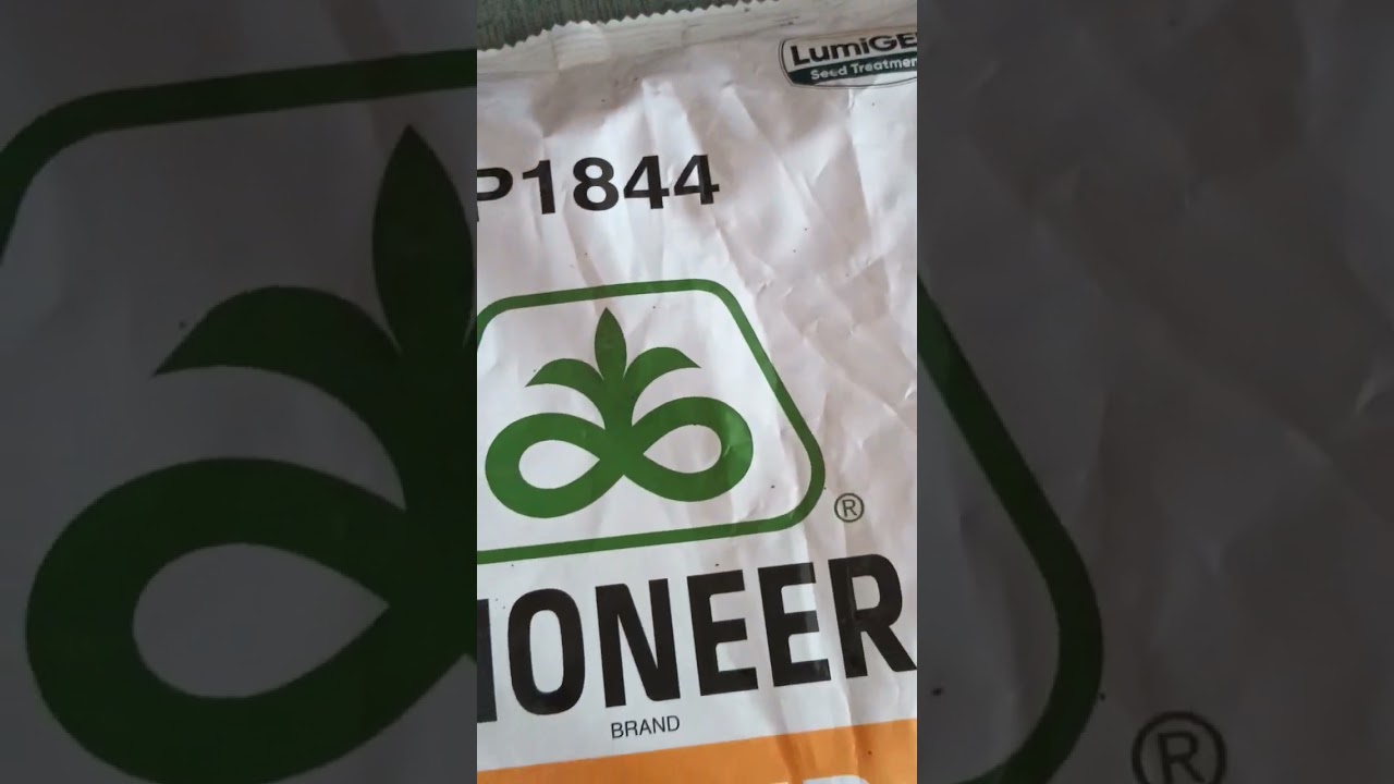 pioneer 1844 Corn seeds Best Product@