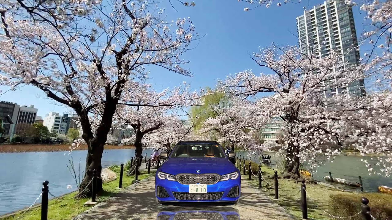 도쿄 벚꽃 만개 | BMW m340i 투어링 타고 도쿄 우에노공원 벚꽃구경