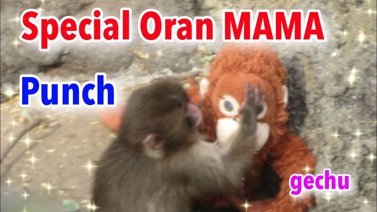 I love Oran Mama #punchthemonkey #がんばれパンチ 