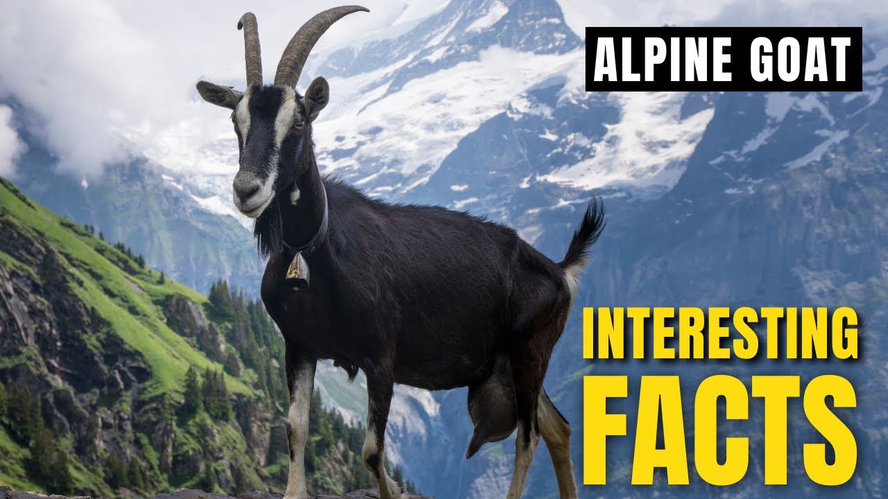 Amazing facts of Alpine goat | Interesting Facts | The Beast World
