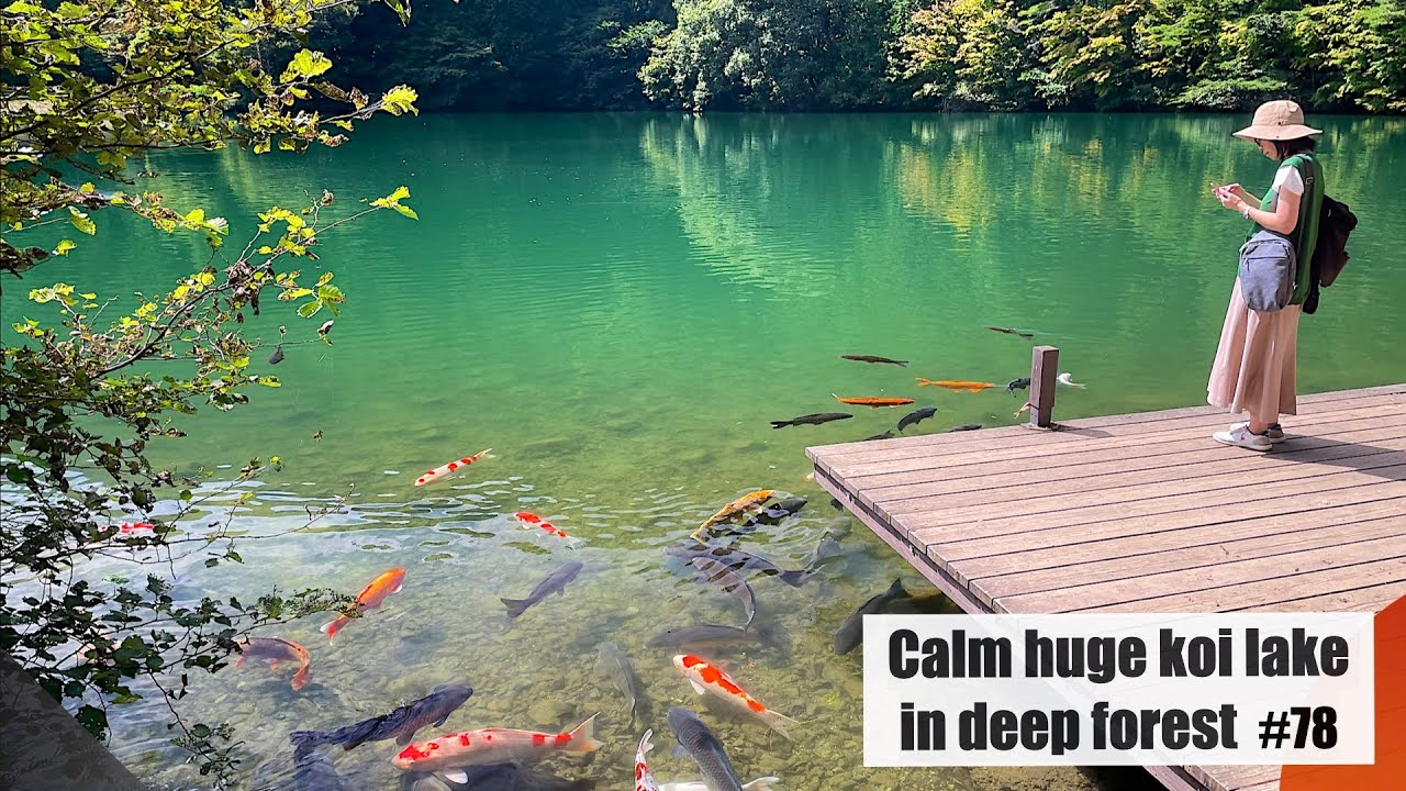Calm koi lake in a deep forest（Minami Alps, Yamanashi, Japan)(南伊奈ヶ湖、山梨)