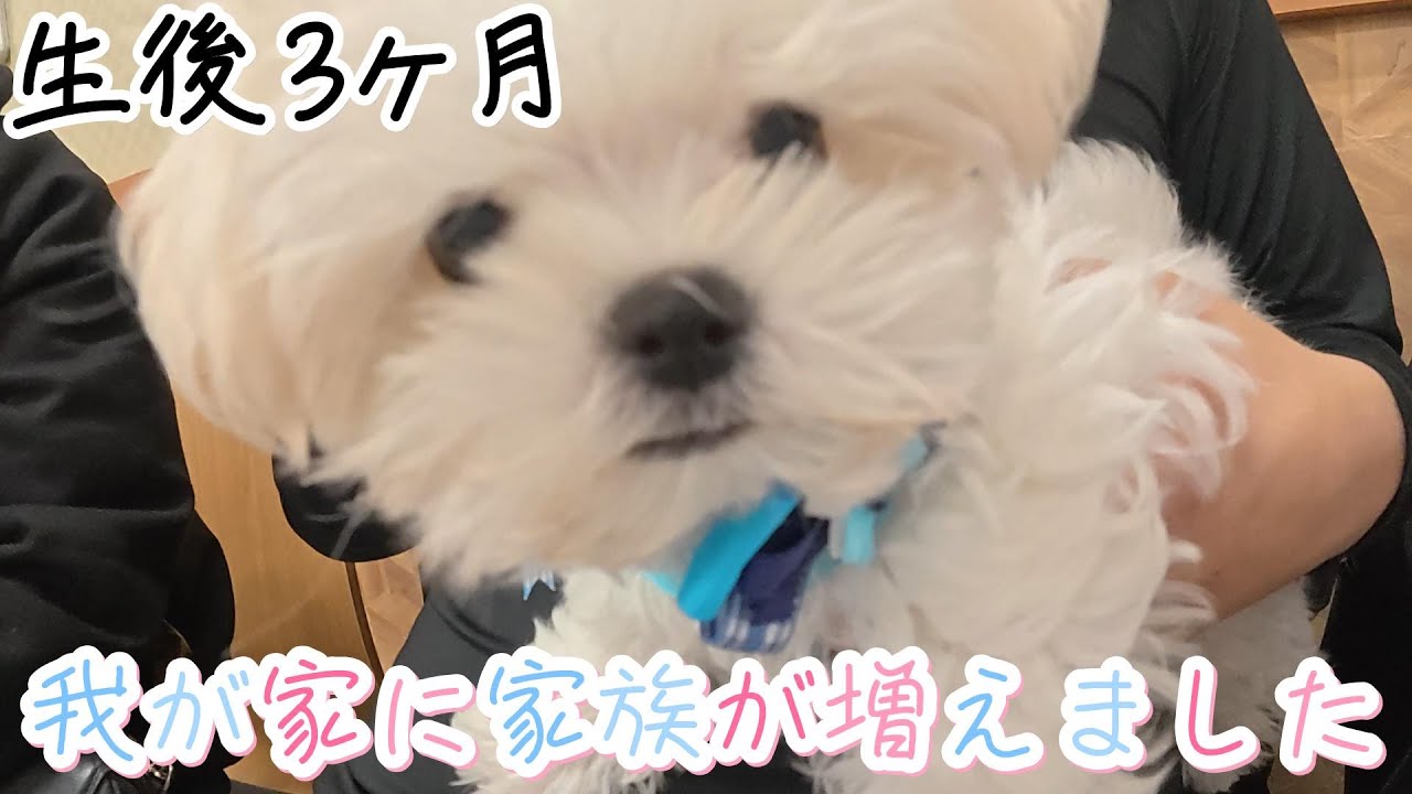 【ご報告】㊗️家族が増えました！マルチーズの子犬を出迎えた初日の様子。