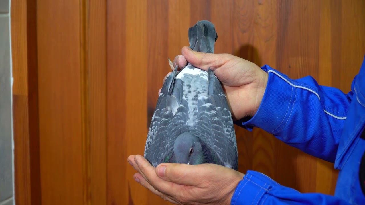 PL-0162-25-2061