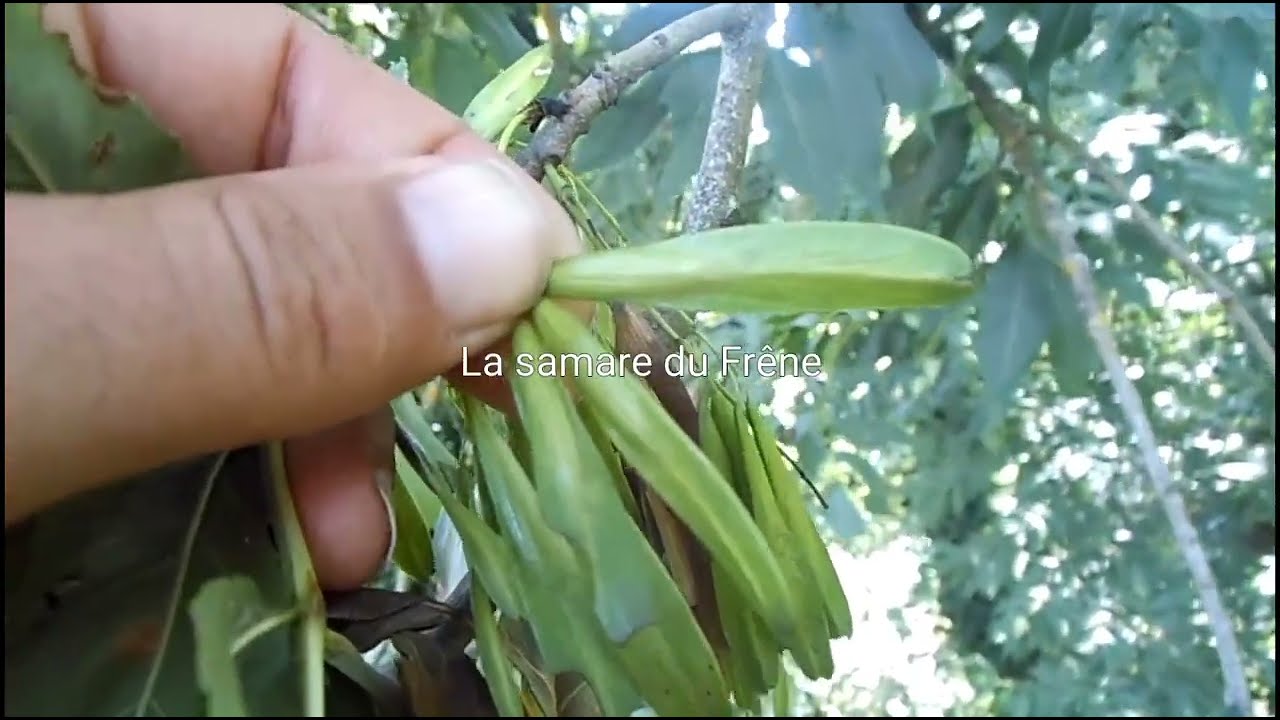 La samare du Frêne : un fruit sauvage comestible