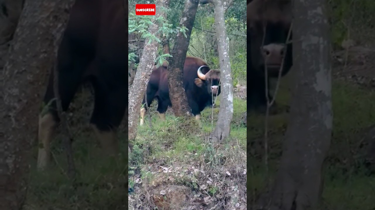 Bison funny video #bison #animals  #funny #shorts #viral