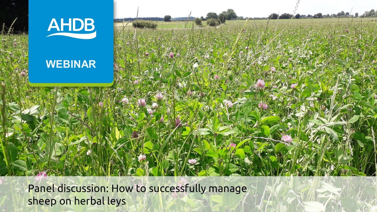 Panel discussion: How to successfully manage sheep on herbal leys