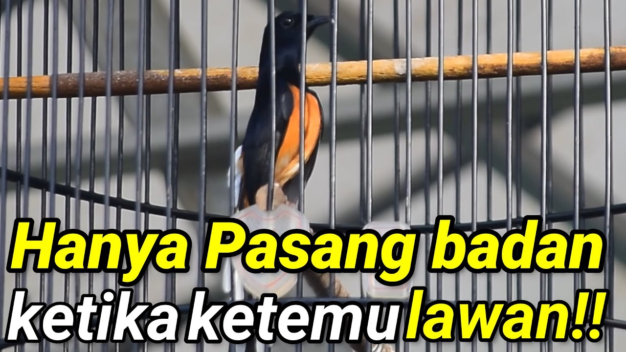 di gantang hanya petentang petenteng !! atau mejen !! yuk simak bareng2