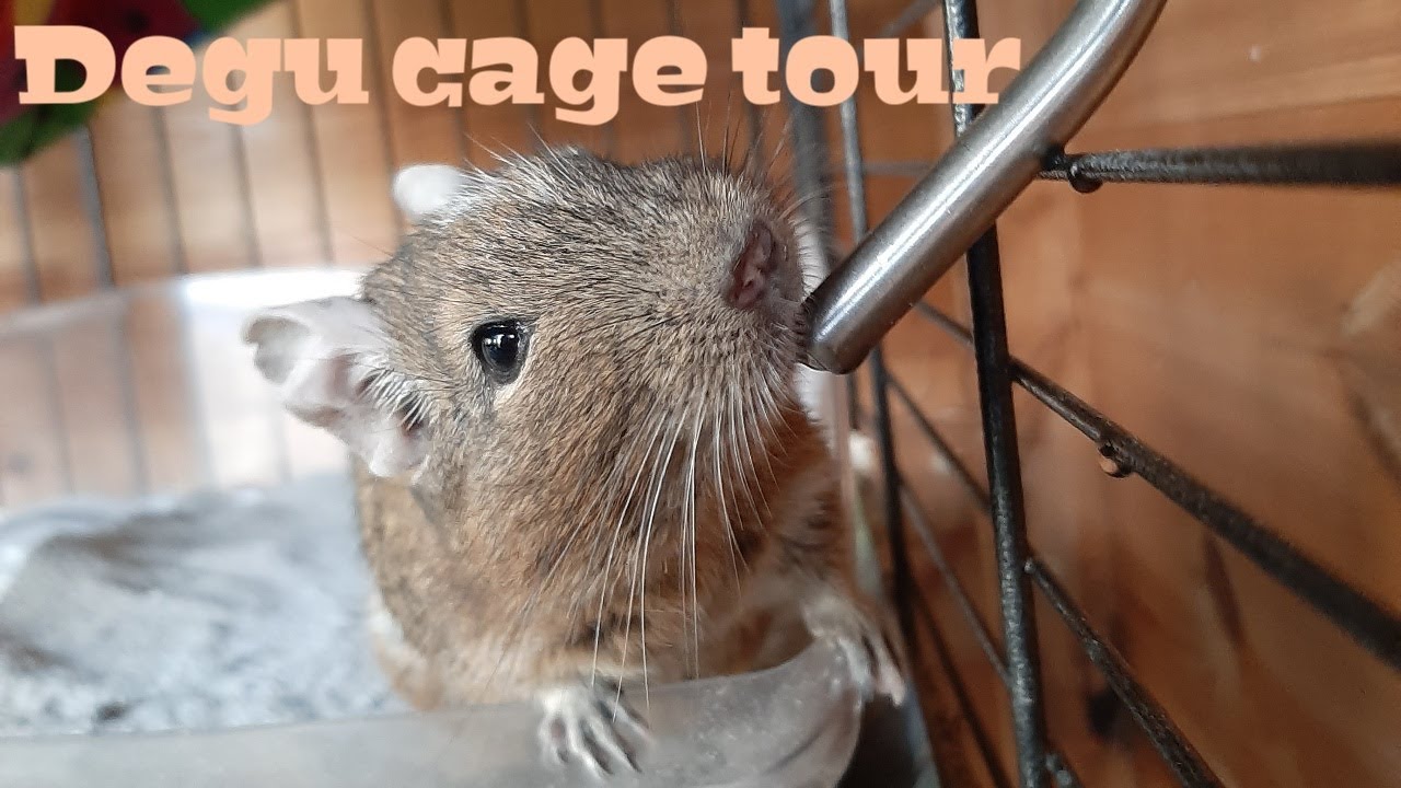 DEGU CAGE TOUR 2020