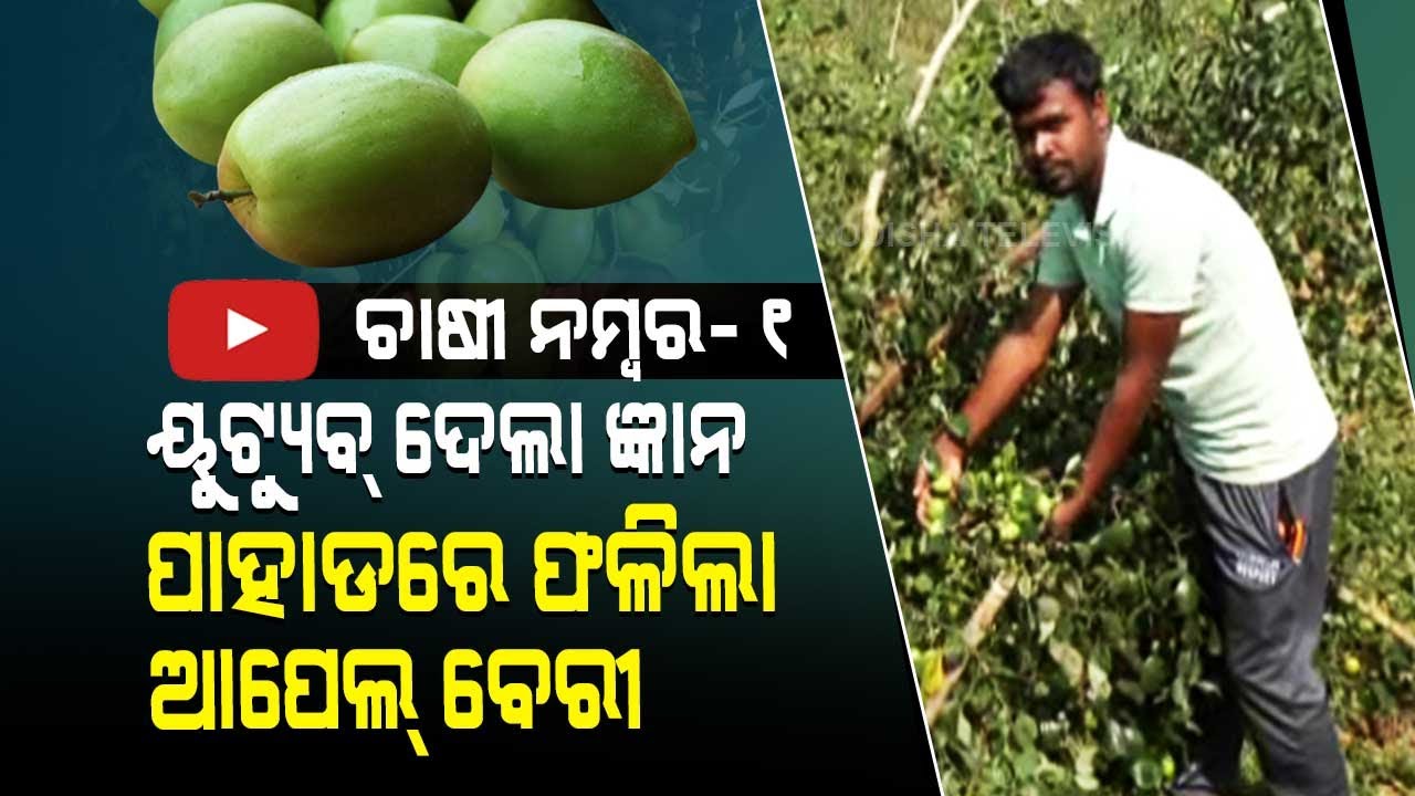 Special Story | This Farmer's Success In Apple Berry Farming Is Truly Inspirational