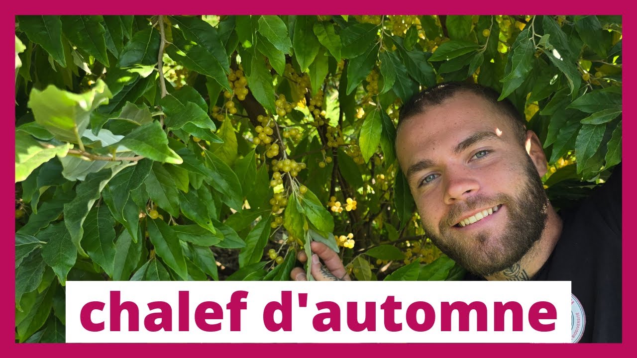 Une plante incontournable en permaculture : Le chalef d'automne