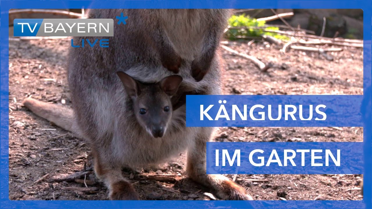 K&auml;ngurus im Garten