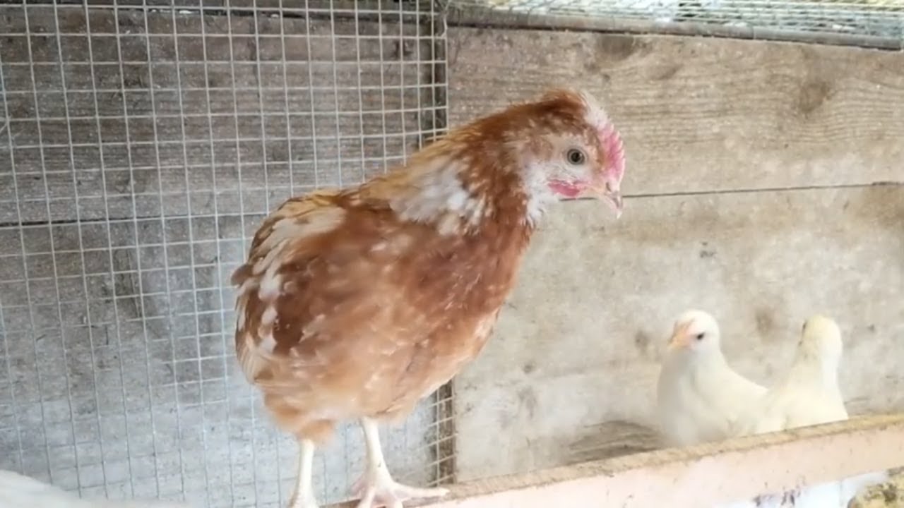 Funny crowing rooster at 2 months of age - Zile the crowing rooster