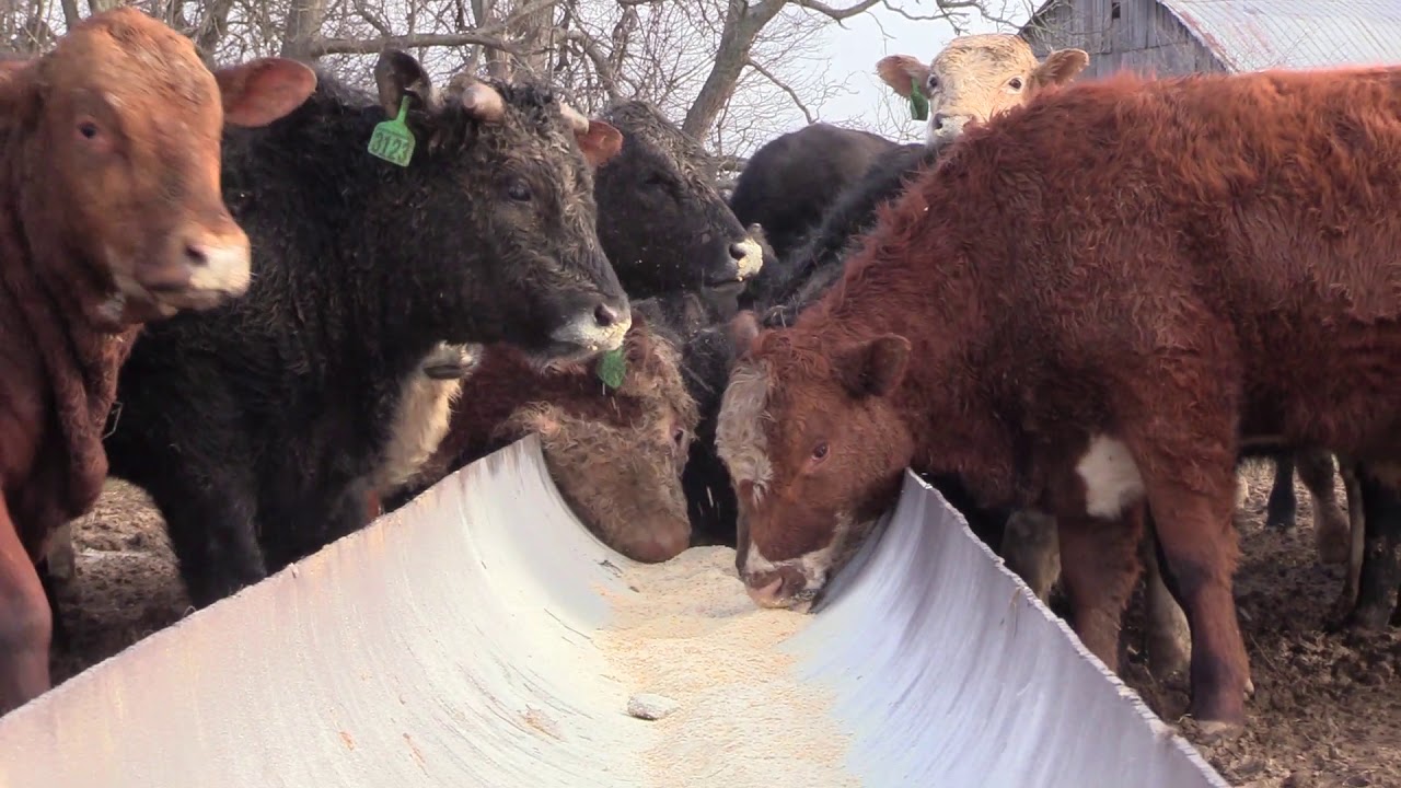 Программа по разведению крупного рогатого скота Integrity Farms