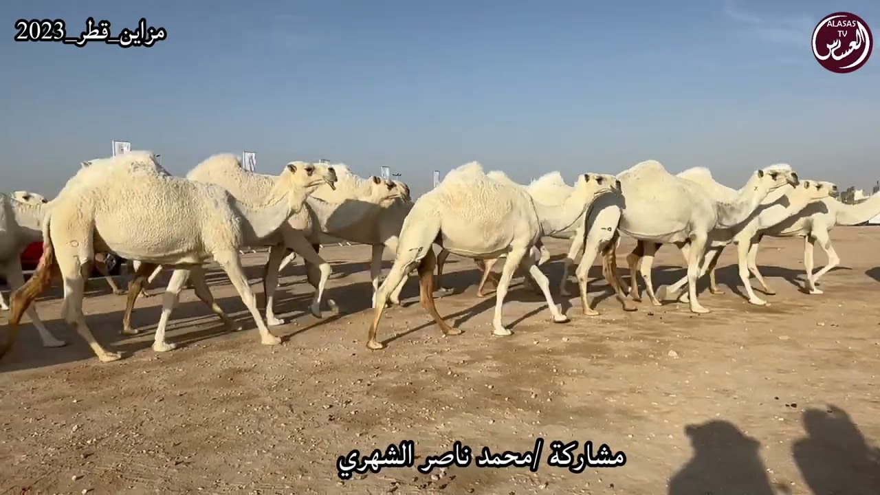 مزاين قطر جزيلات العطا دخول الوضح جمل