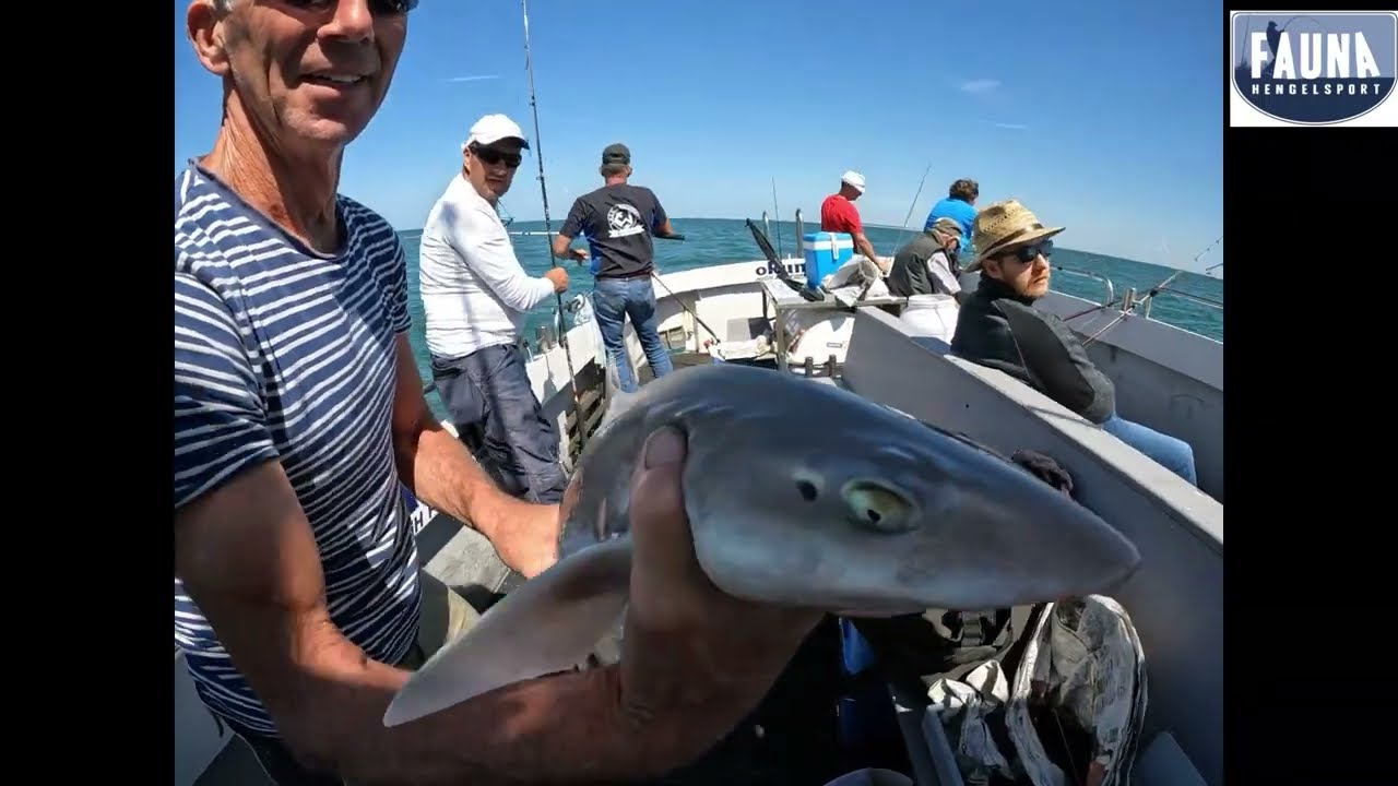 GLADDE HAAIEN VANGEN MET FAUNA HENGELSPORT #seafishing