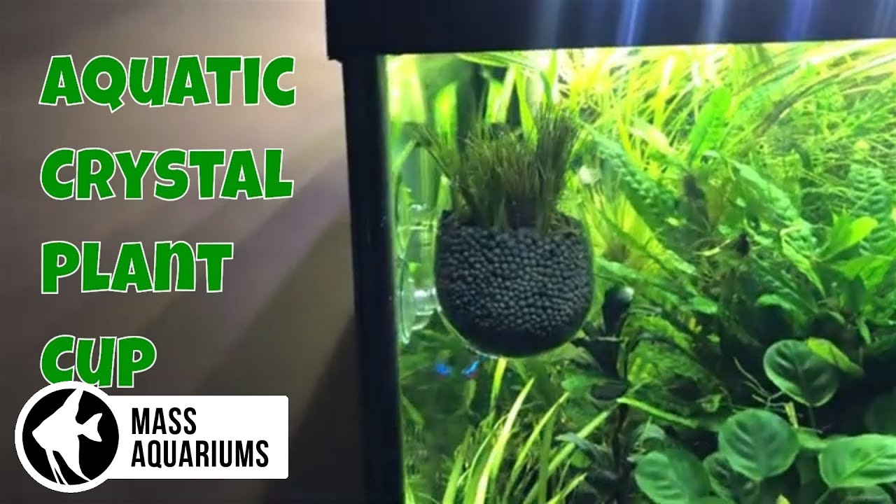 Senzeal Crystal Glass Aquatic Plant Cup