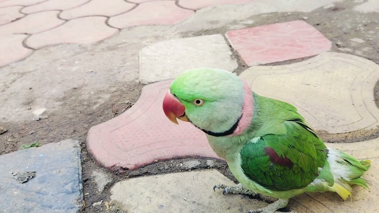 @🦜Me too dance# Karega Pranam#🦜 Karega 🦜#