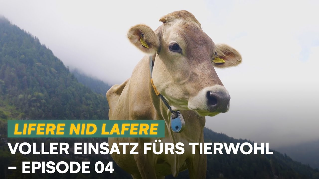 Voller Einsatz fürs Tierwohl | Lifere, nid lafere | E04 | Swissmilk (2024)