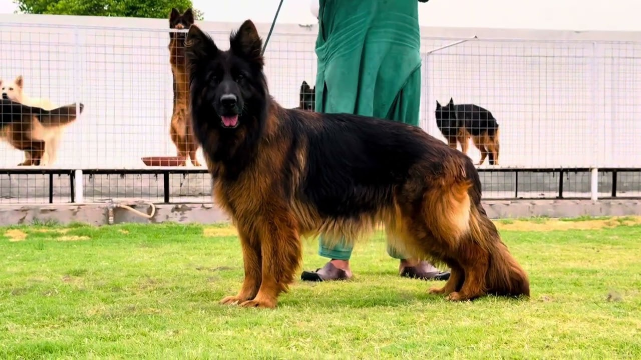 Gsd diffrent colors