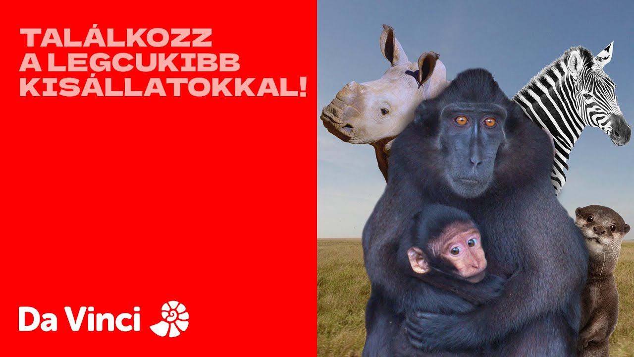 Találkozz a legcukibb kisállatokkal!