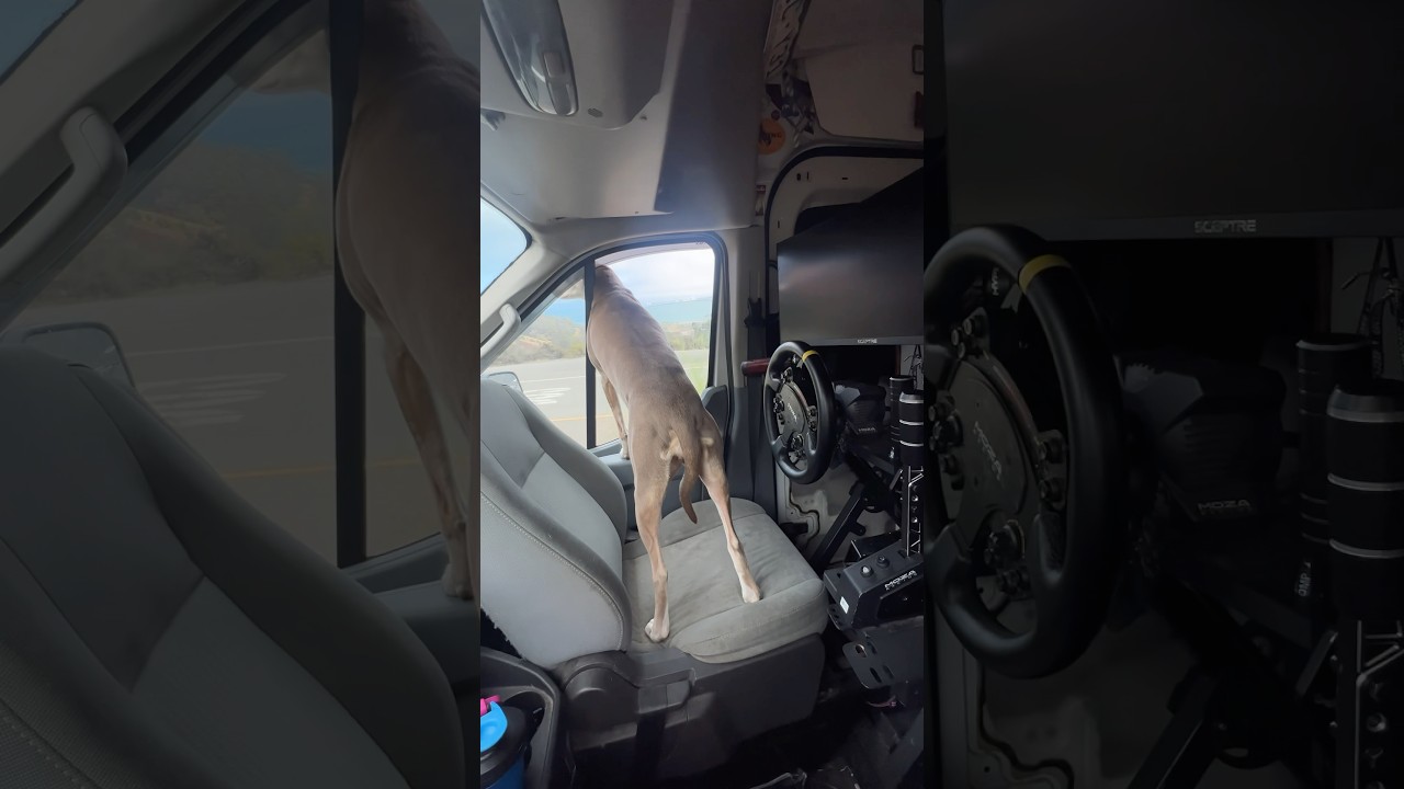 Racing dog aura +10000 