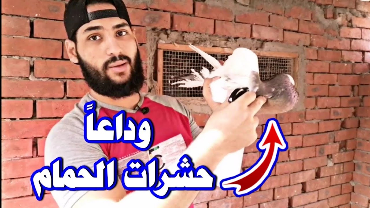 وداعاً حشرات الحمام | علاج للقضاء علي الذباب وسوس الريش وجميع الحشرات